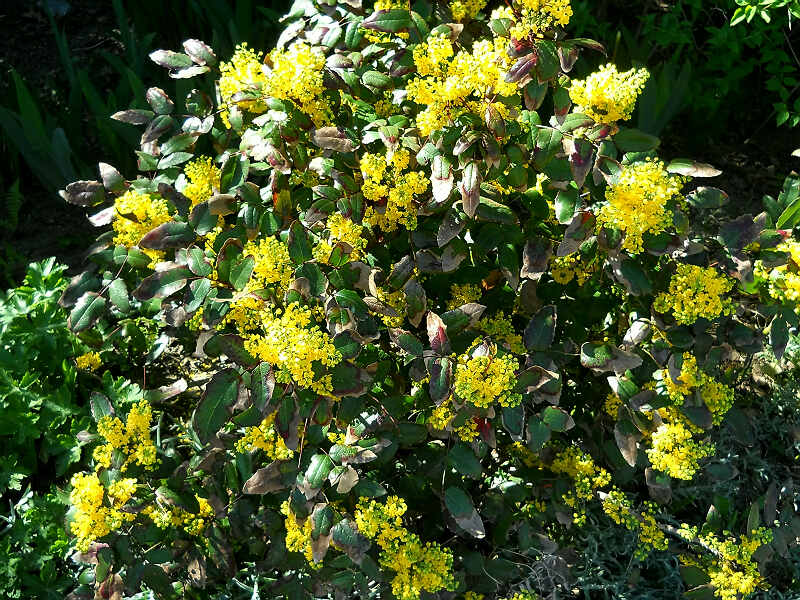 Mahonia Aquifolium Apollo